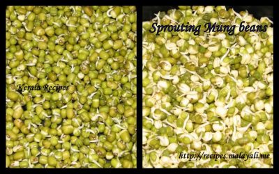 Sprouted Moong Bean (Green Gram)