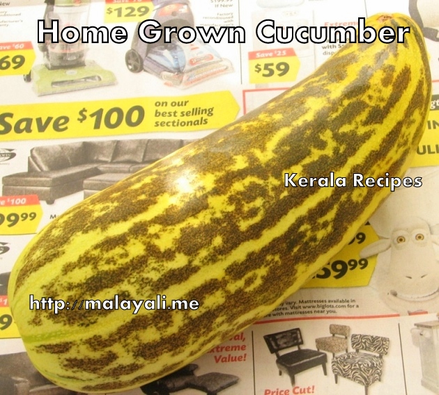 Home grown Cucumber/Squash
